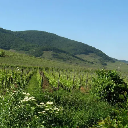 Apartment RtBbk-Plein sud pied des Vosges face vignoble Ammerschwihr